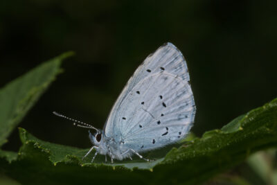 Celastrina argiolus