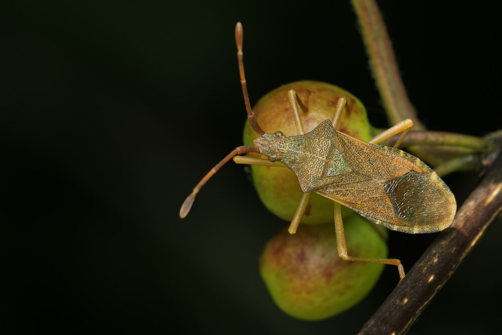 Gonocerus acuteangulatus