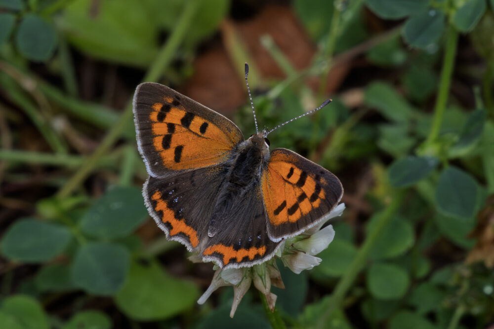 Lycaena phlaeas