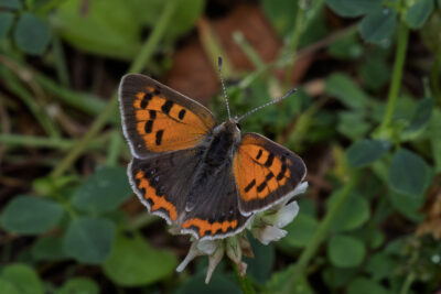 Lycaena phlaeas