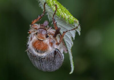 Melolontha hippocastani