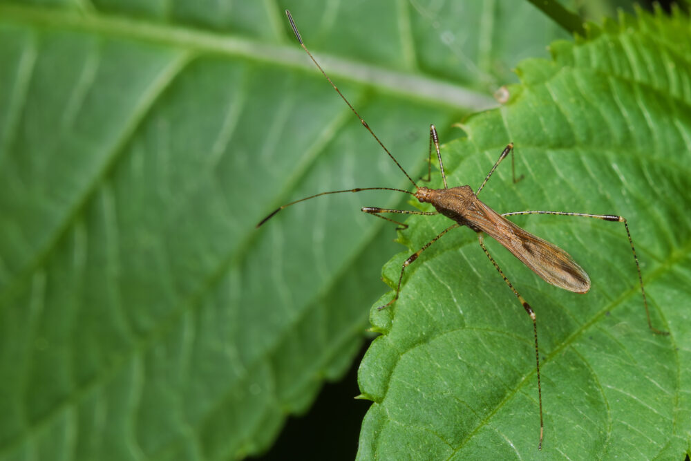 Metatropis rufescens