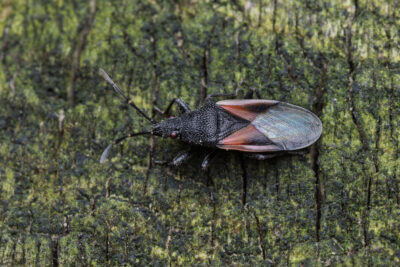 Oxycarenus lavaterae