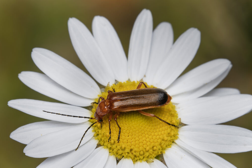 Rhagonycha fulva