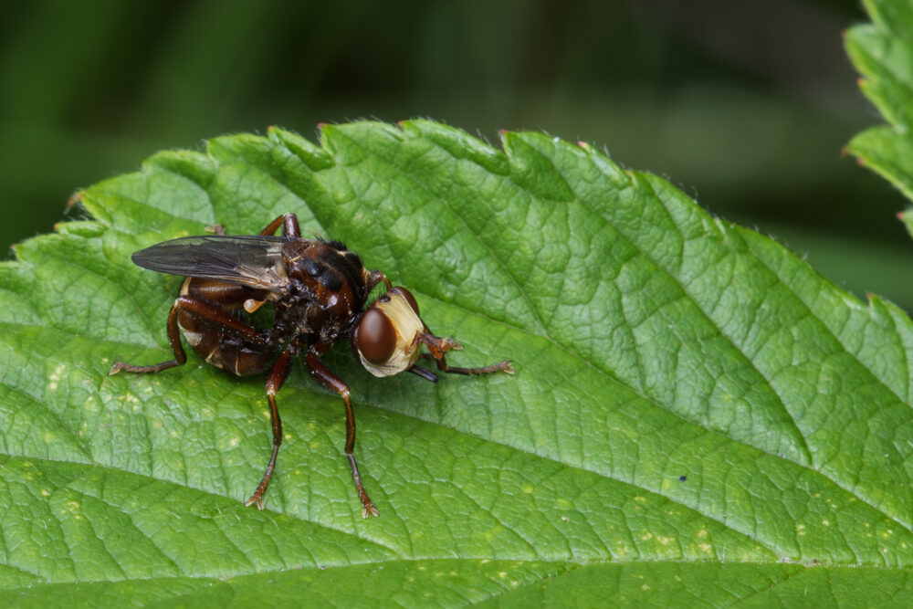 Sicus ferrugineus