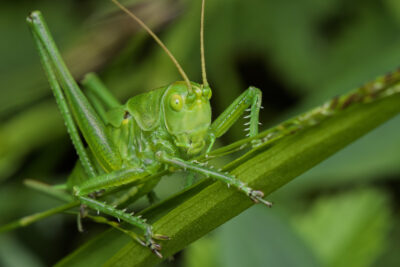 Tettigonia viridissima