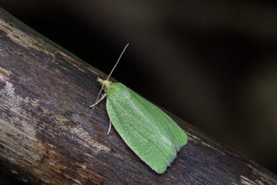 Tortrix viridana