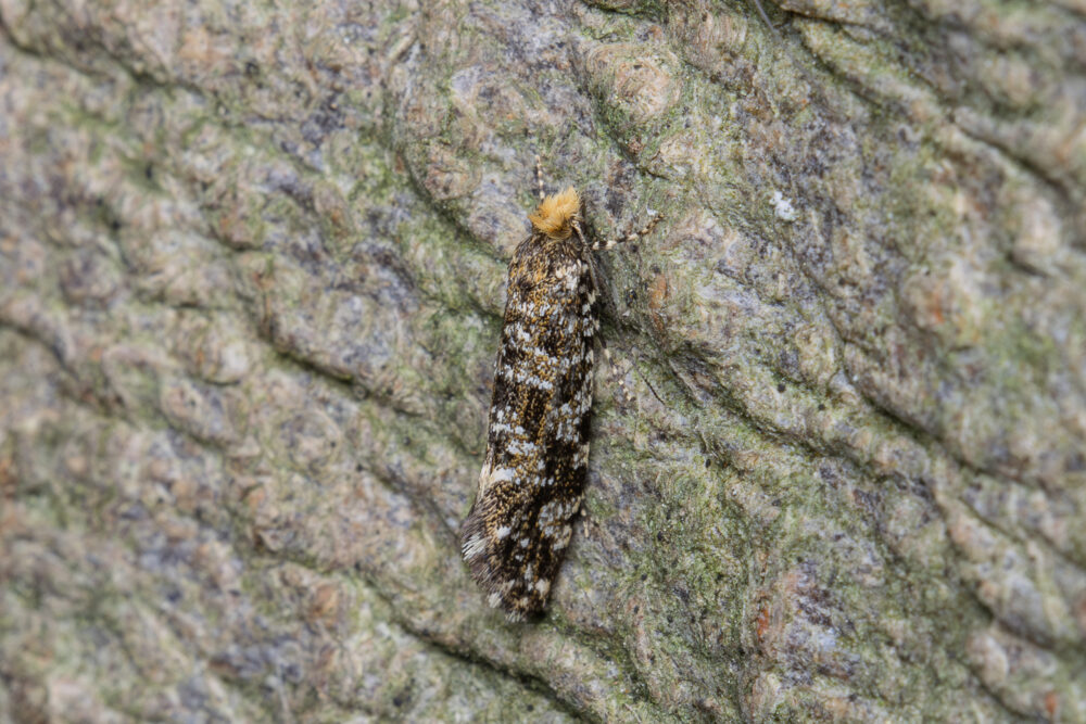 Triaxomera parasitella