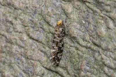 Triaxomera parasitella