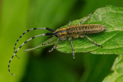 Agapanthia villosoviridesc