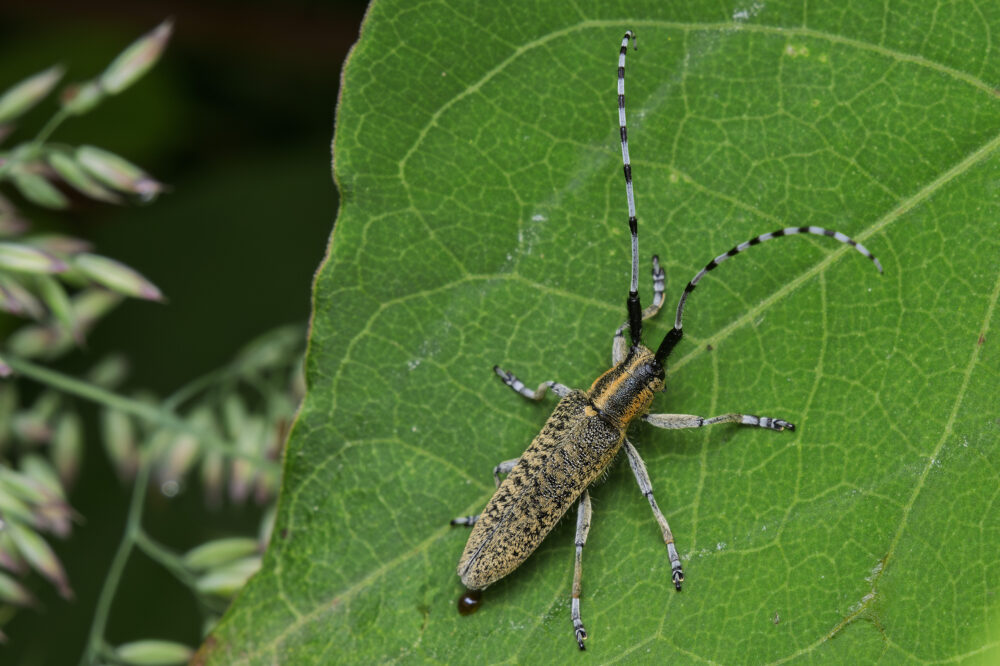 Agapanthia villosoviridescen
