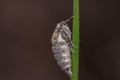 Agriopis leucophaearia