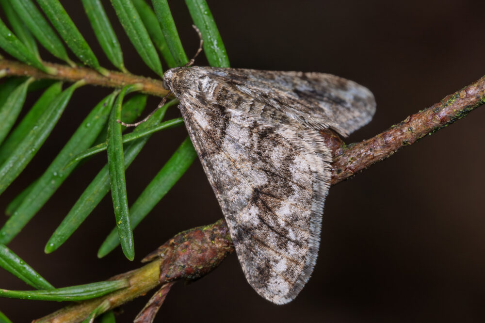 Agriopis leucophaearia