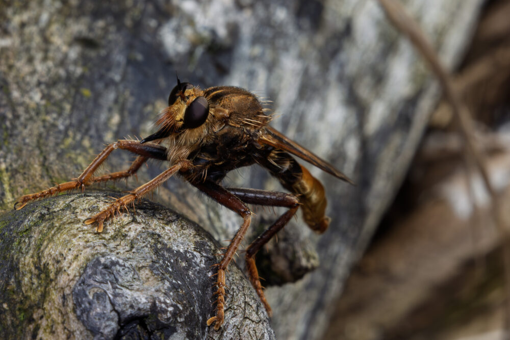 Asilus crabroniformis