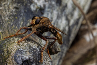 Asilus crabroniformis