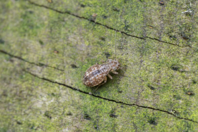 Cerobasis guestfalica