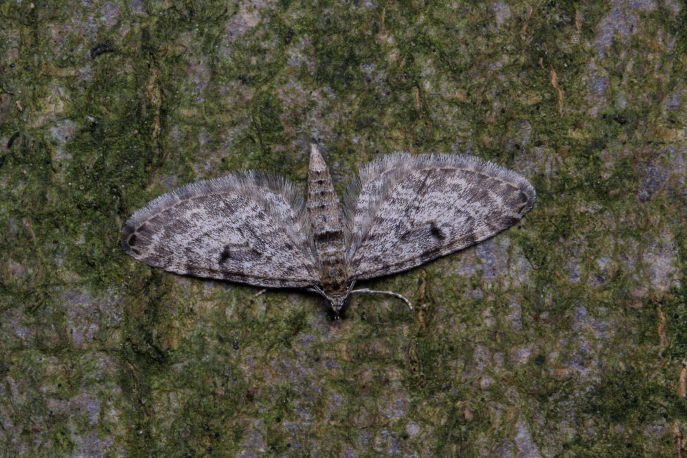 Eupithecia tantillaria