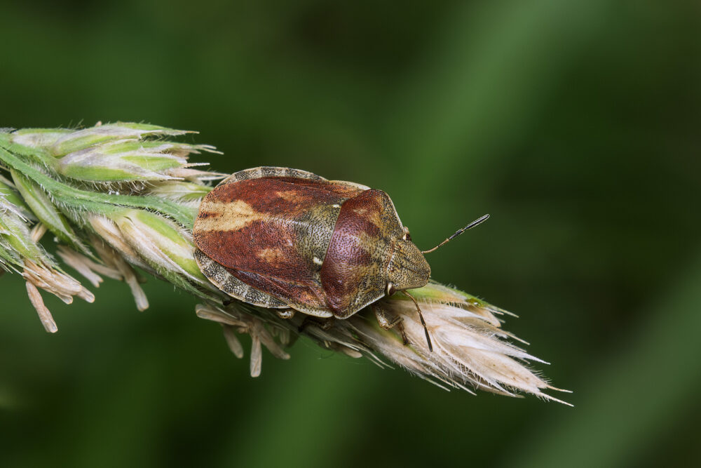 Eurygaster testudinaria