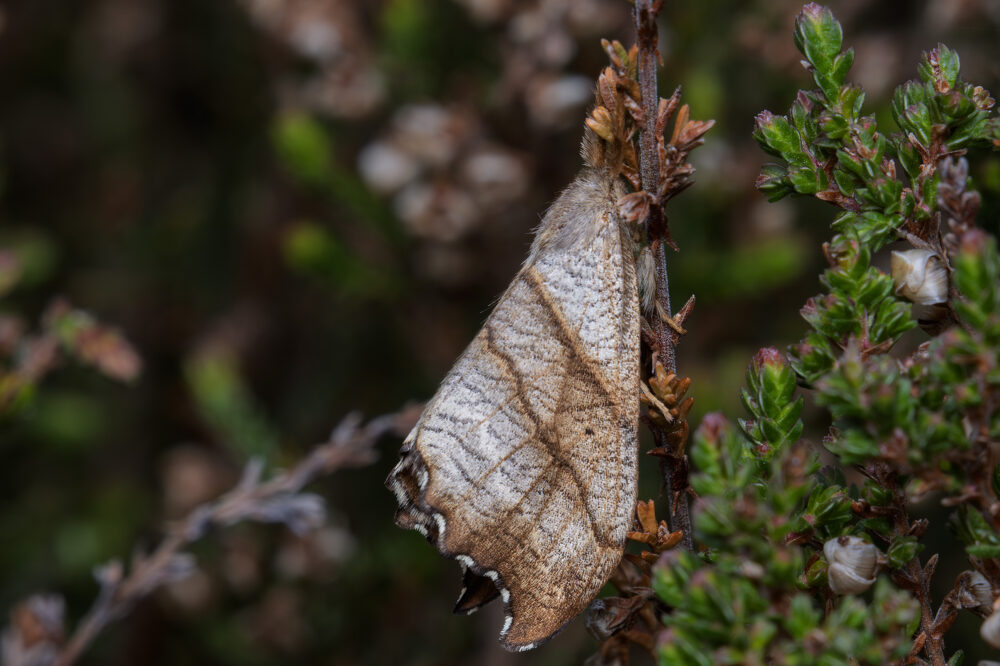 Falcaria lacertinaria
