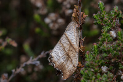 Falcaria lacertinaria