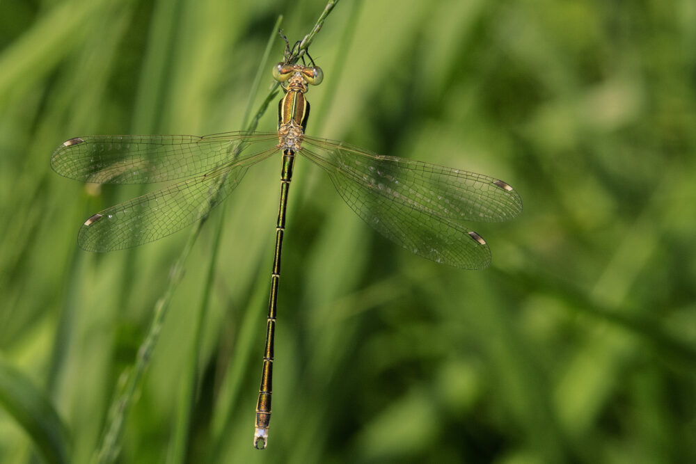 Lestes barbarus