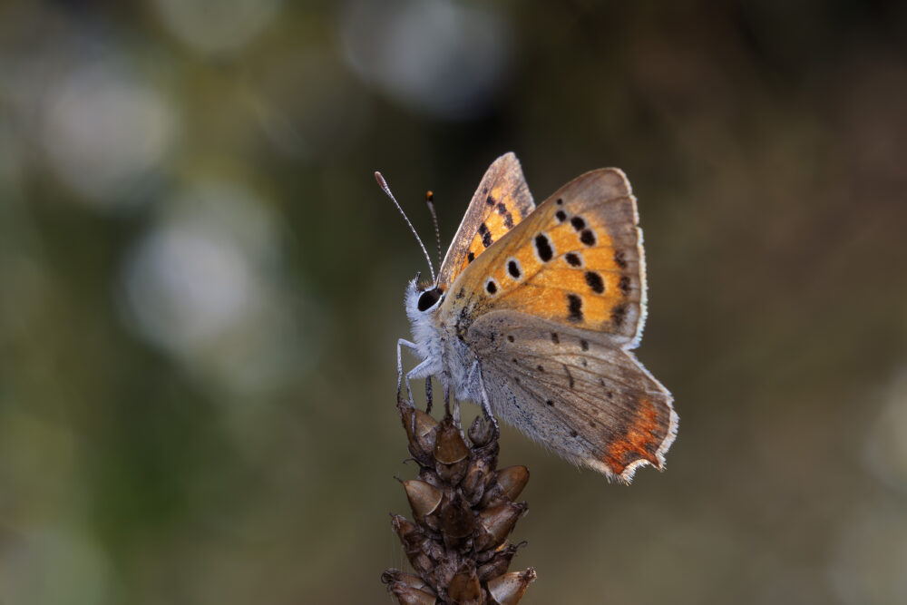 Lycaena phlaeas
