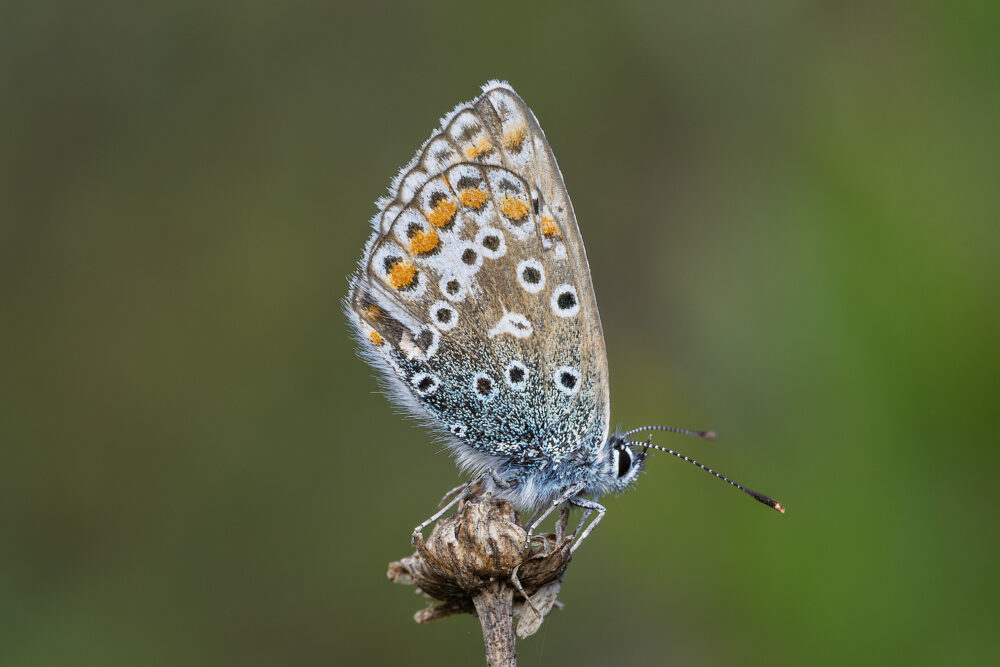 Polyommatus icarus