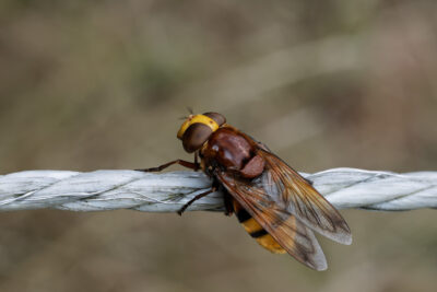 Volucella zonaria