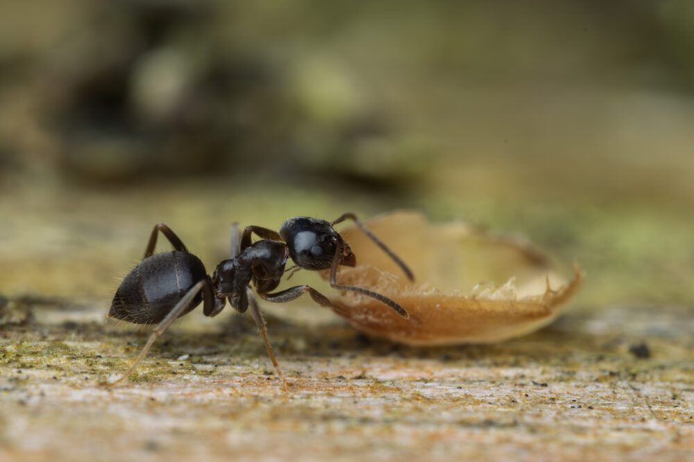 Lasius niger