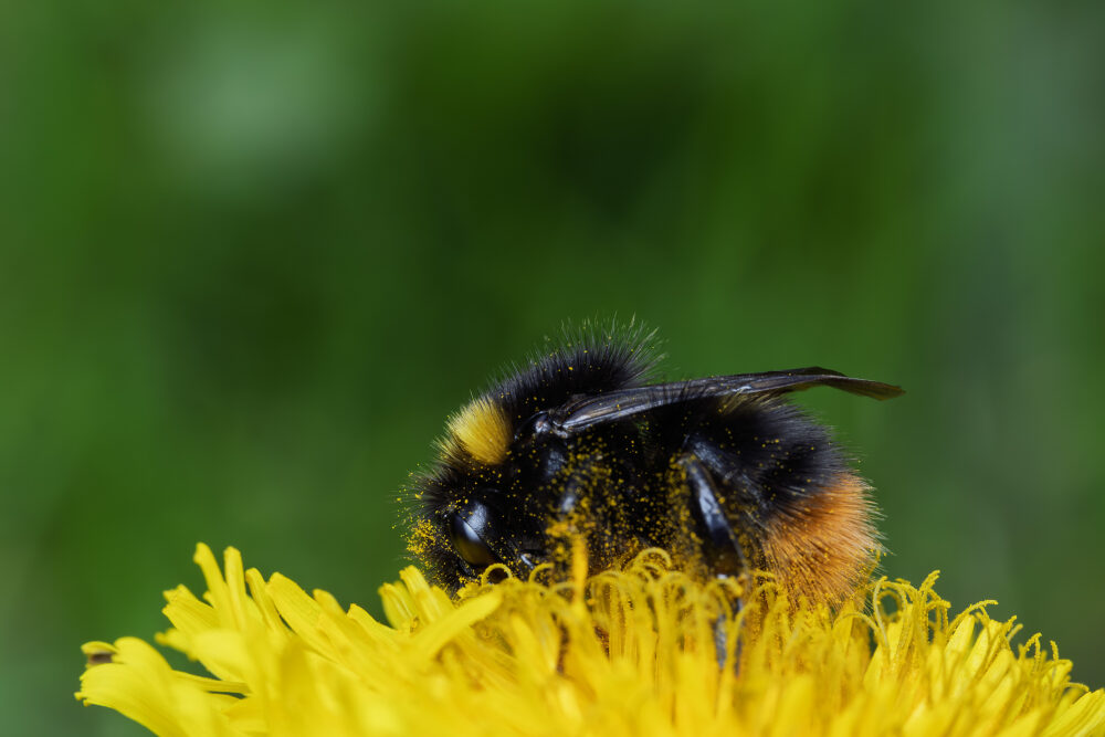 Bombus pascuorum