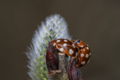 Calvia quatuordecimguttata