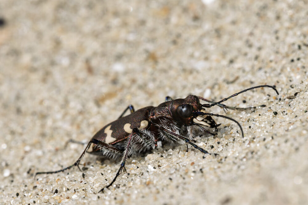 Cicindela hybrida