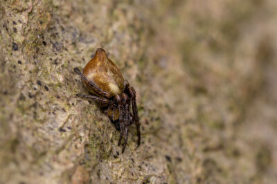 Cyclosa conica