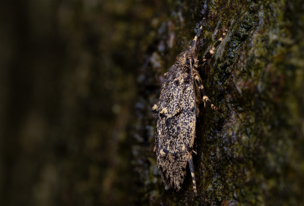 Diurnea fagella