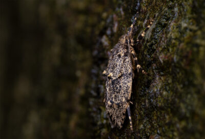 Diurnea fagella