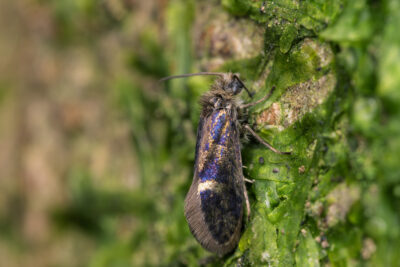 Eriocrania semipurpurella