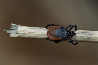 Ixodes ricinus