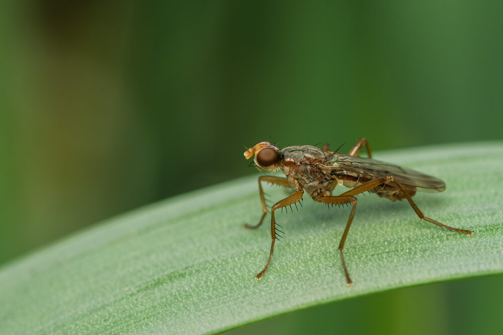 Norellia spinipes