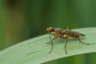 Norellia spinipes