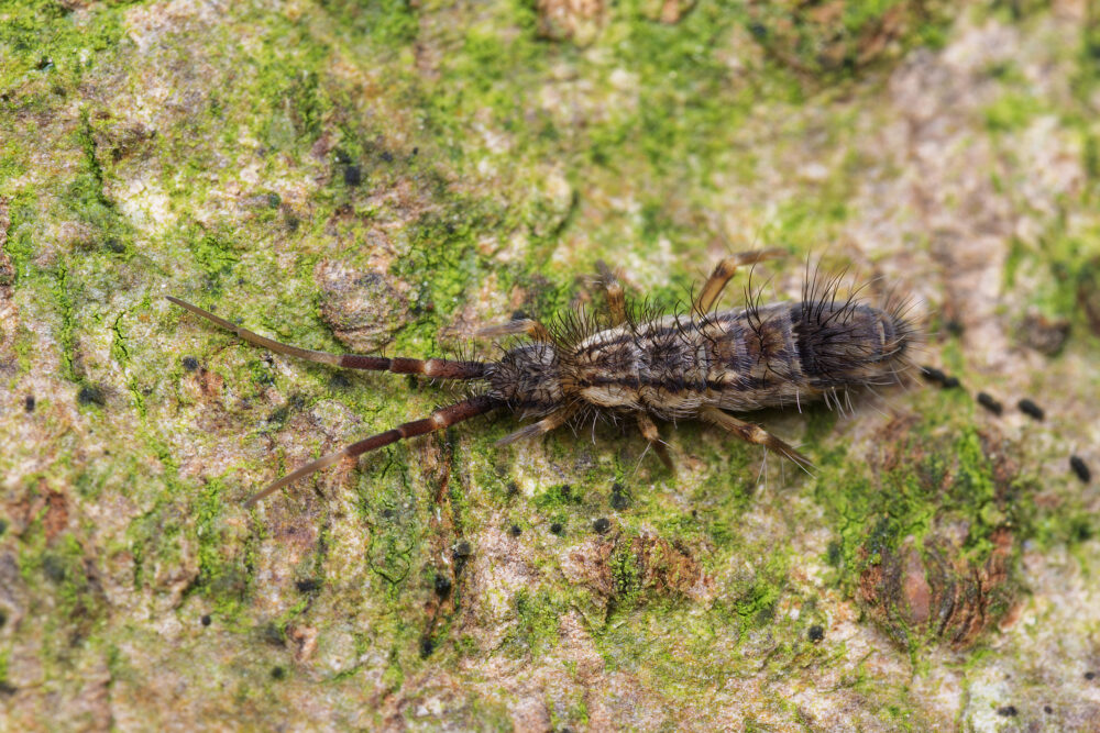 Orchesella flavescens