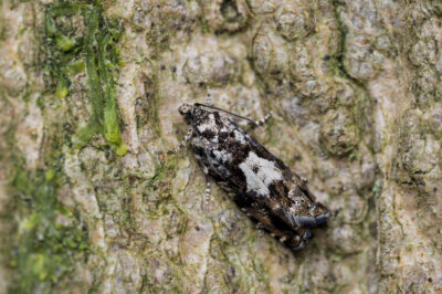 Pammene argyrana