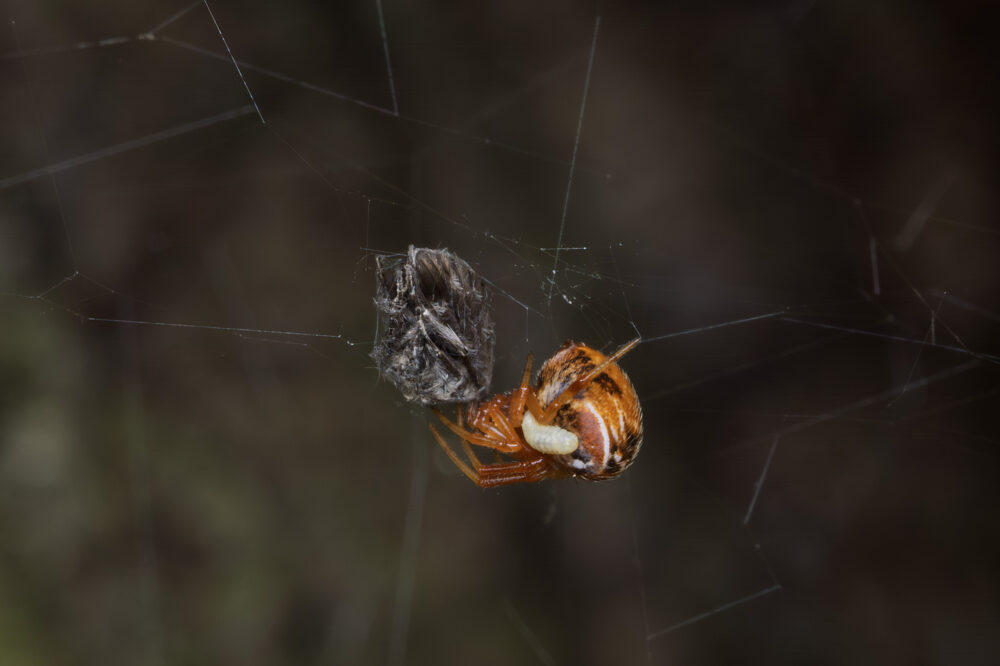 Parasteatoda lunata