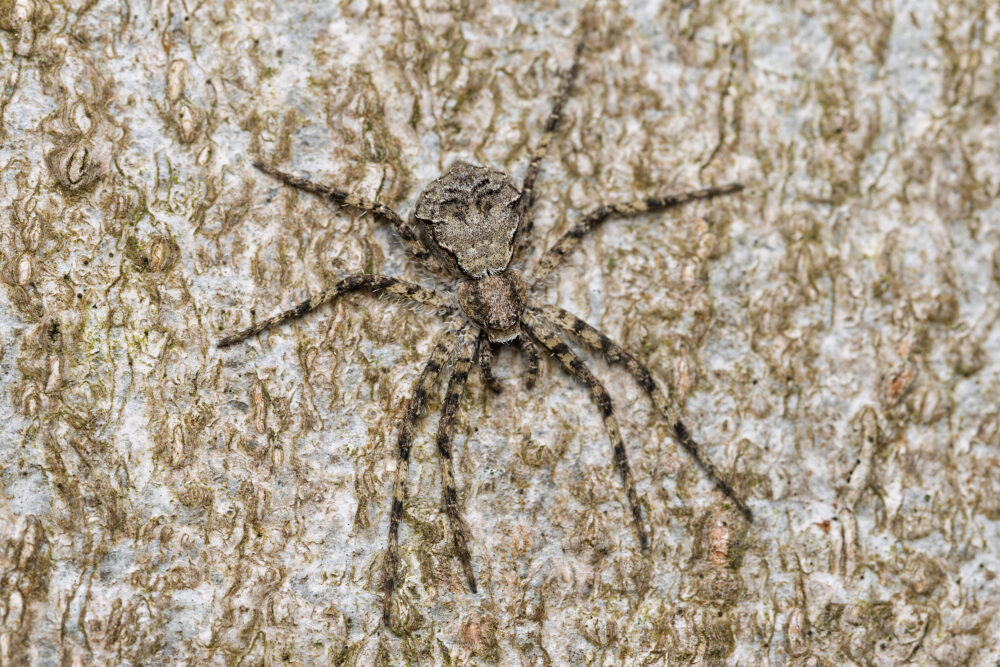 Philodromus margaritatus