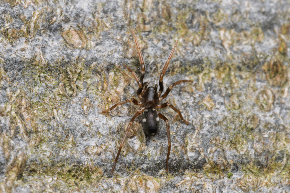 Phrurolithus festivus