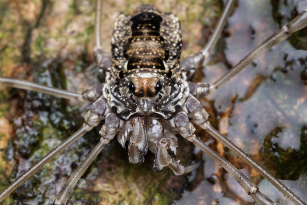 Platybunus pinetorum