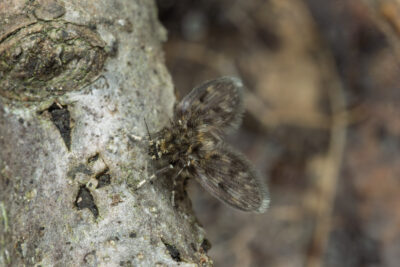 Pneumia nubila trivialis