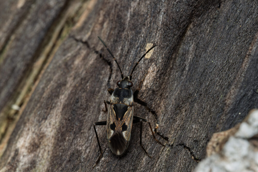 Rhyparochromus vulgaris