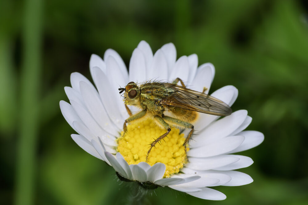 Scathophaga stercoraria