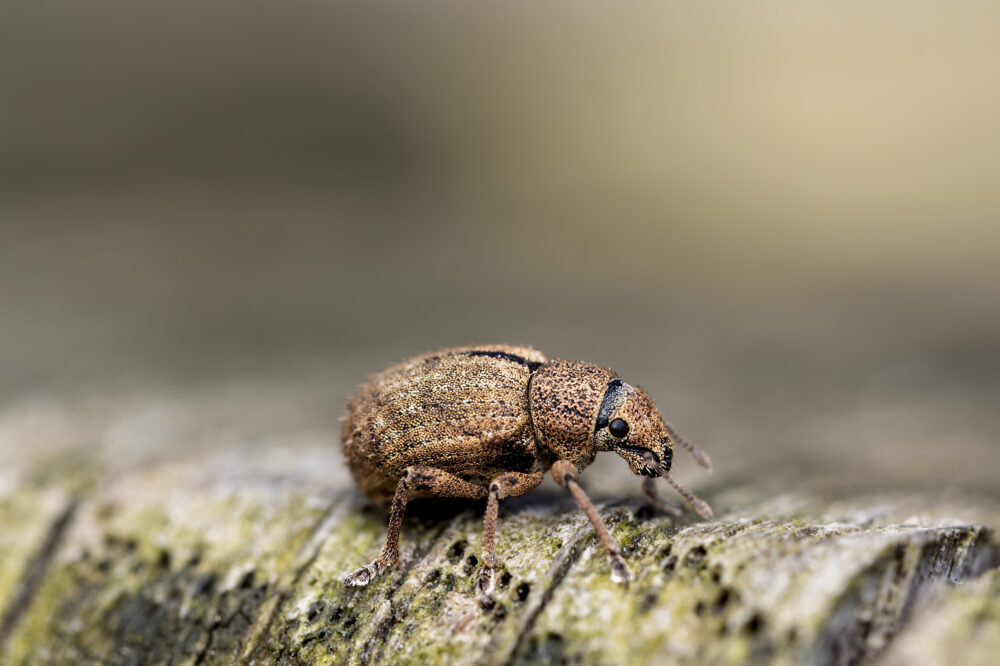 Strophosoma melanogrammum