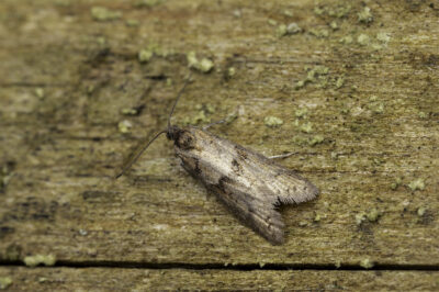 Tortricodes alternella